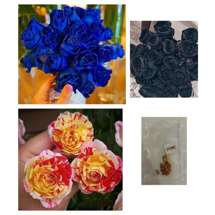 rare rose flower seeds Lazada PH