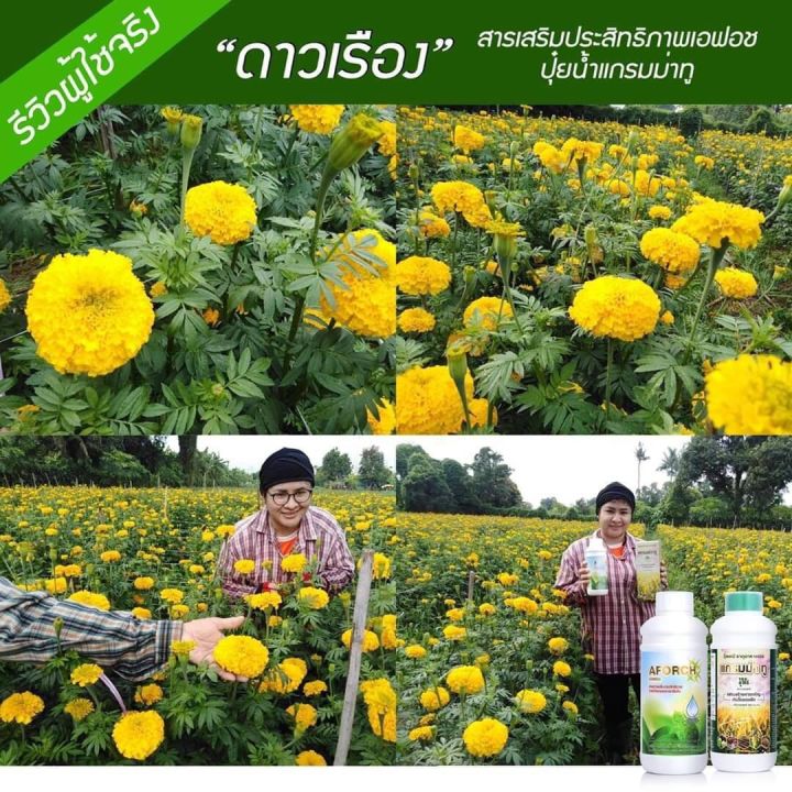 เอฟอชสารจับใบ-aforch-สารดูดซึมเอฟอช-ขนาด-1000-ซีซี-สารจับใบ-ชนิดพิเศษ-เร่งการดูดซึม-ช่วยเพิ่มประสิทธิภาพการเปียกและแทรกซึมใบ