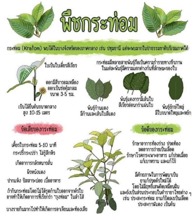 ใบกระท่อมปทุมธานี-ใบคัดสวย-ขนาด-1-กิโลกรัม-สินค้าเน่าเสียเคลมได้