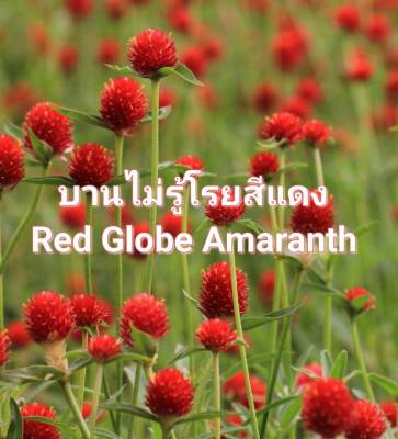บานไม่รู้โรยแดง 🌸 เมล็ดพันธุ์ดอกบานไม่รู้โรยสีแดง บรรจุ 10เมล็ด 10บาท 🌸 Red Globe Amaranth Seed
