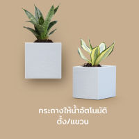 กระถางต้นไม้ กระถางต้นไม้ให้น้ำอัตโนมัติ ทรงสี่เหลี่ยม - Qualy Pixel Pot - Self watering Plant pot