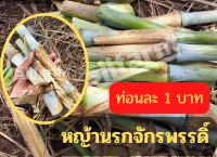 (10ท่อน) ท่อนละ 1 บาท ท่อนพันธุ์หญ้านรกจักรพรรดิ์ ปลูกง่าย โปรตีนสูง  ใช้ปลูกเพื่อเลี้ยงสัตว์กินพืชทุกชนิด สินค้าพร้อมส่ง