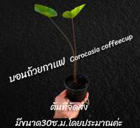 มาใหม่ | บอนคอฟฟี่คัพ บอนถ้วยกาแฟ (2 ต้น) [จัดส่งแบบตัดใบ ส่งทั้งกระถาง ]  ก้านดำ ใบห่อ เลี้ยงง่าย โตไว ต้นใหญ่สวยมากๆ colocasia​ Cuffee​cups​