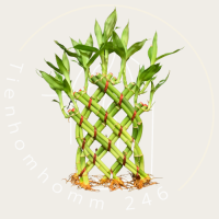 Lucky bamboo ไผ่กวนอิม ไผ่ ไม่มงคล ต้นไม้ปรับฮวงจุ้ย ไผ่กำแพงสูง 18 - 20 cm ปลูกง่าย