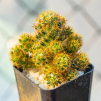 แมมเม็ดพริก  Mammillaria Prolifera Var.Hatiensis ทางร้านสุ่มต้นไปให้นะคะ