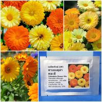 เมล็ดพันธุ์ ดอกคาเลนดูล่า คละสี Calendula Flower Mix Seed 100 เมล็ด คุณภาพดี ราคาถูก ของแท้