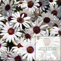 เมล็ดพันธุ์ดอกไม้ เดซี่ สีขาว African Daisy Polar Star