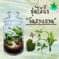 ชุด ไม้น้ำจัดสวนขวด *เฉพาะต้นไม้น้ำและมอส - Aquatic plants for terrariums