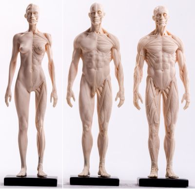 Painting copy human body sculpture art human body structure of CG reference model with human musculoskeletal model art
