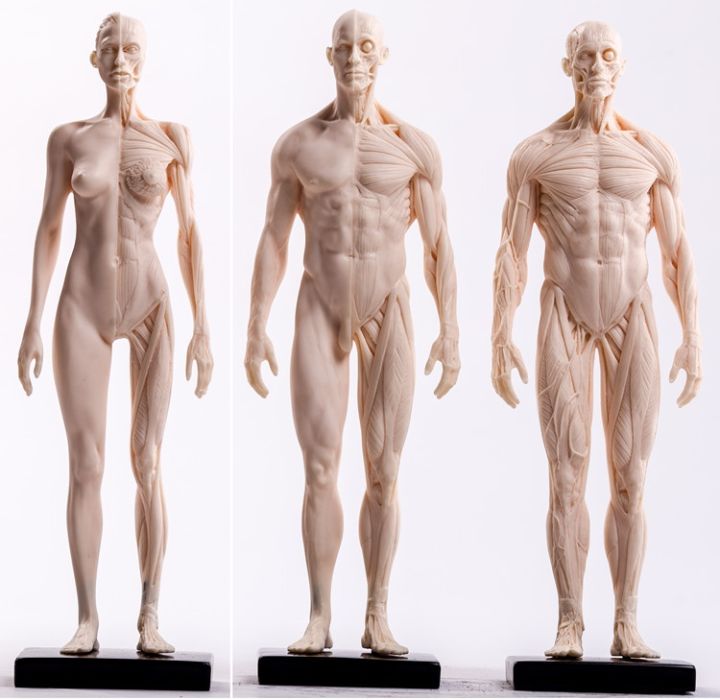 painting-copy-human-body-sculpture-art-human-body-structure-of-cg-reference-model-with-human-musculoskeletal-model-art