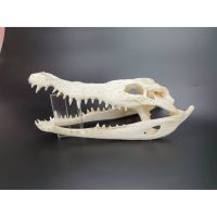 โปรโมชั่น กะโหลกจระเข้ Skull Crocodile สำหรับตกแต่งกรงหรือตู้ หรือเป็นที่หลบภัยของสัตว์ ราคาถูก กรงนก กรงสุนัข  กรงหนูแฮมเตอร์  กรงสัตว์