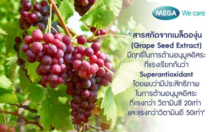 mega-we-care-grape-seed-สารสกัดจากเมล็ดองุ่น-สารต้านอนุมูลอิสระ-ลดเส้นเลือดขอด