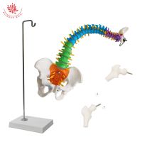 FRT018 45cm Human Spine Model Pelvic and Cervical Vertebra Colored Medical Science Flexible Bend Anatomical Lumbar Model Screw Nut Drivers