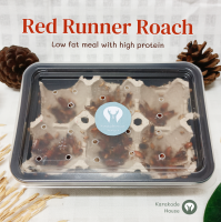 แมลงสาบเรดรันเนอร์ (Red runner roach) อาหารสัตว์เลื้อยคลาน เม่นแคระ นก ปลาสวยงาม แถมอาหารฟรี