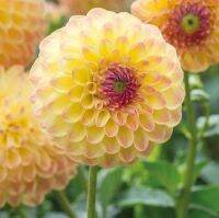 1 หัว/ชุด รักเร่ Dahlia Bulb สายพันธุ์ LAKELAND AUTUMN หัวรักเร่ ดอกไม้ หัวหน่อ เหง้า นำเข้า เนเธอร์แลน หัวสดใหม่