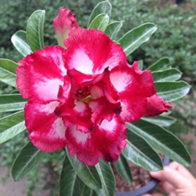 10 เมล็ด เมล็ดพันธุ์ Bonsai ชวนชม สายพันธุ์ไต้หวัน สีชมพู Adenium Seed กุหลาบทะเลทราย Desert Rose ราชินีบอนไซ มีคู่มือปลูก นำเข้าจากไต้หวัน