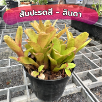 สับปะรดสี ลินดา ไม้ประดับ สับปะรดสี