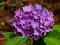 20 เมล็ด เมล็ดไฮเดรนเจีย Hydrangea Seeds สีม่วง ไฮเดรนเยียสายพันธุ์ฝรั่งเศส ของแท้ 100% อัตราการงอกสูง 70-80% มีคู่มือปลูก ปลูกในกระถางได้