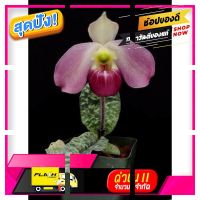 [ สินค้าเกรดพรีเมี่ยม คุณภาพดี ] Paph.delenatii x Paph.Vietnamense"Twin" [ โปรโมชั่นพิเศษ!! รีบซื้อก่อนของหมด!! ]