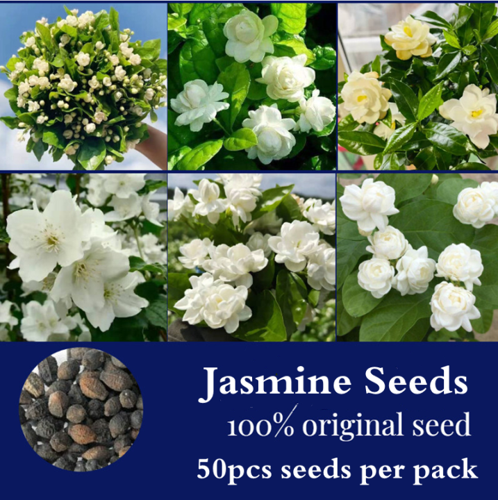 [Easy To Grow] 100pcs White Jasmine Seeds for Sale Fragrant Flower