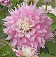 1 หัว/ออเดอร์ รักเร่ Dahlia Flower Bulb สายพันธุ์ Gitts Perfection หัวรักเร่ ดอกไม้ หัวหน่อ เหง้า นำเข้า เนเธอร์แลน หัวสดใหม่