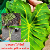 1 ต้น colocasia yellow widow หรือราชินีฟาโรห์เหลือง กระดูกใบเหลืองสวย เด่น ส่งแบบตัดใบออก สินค้าพร้อมจัดส่ง