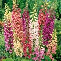 เมล็ดพันธุ์ ดอกฟ๊อกเลิฟ ดิจิทาลิส digitalis purpurea foxglove excelsior 1000 เมล็ด เมล็ดพันธุ์นำเข้าจากอังกฤษ