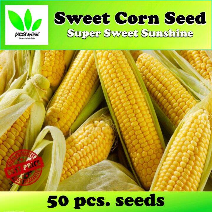 50 Seeds (buy 2 get 1 free) Su Sweet Corn for Sale Easy To Planting In