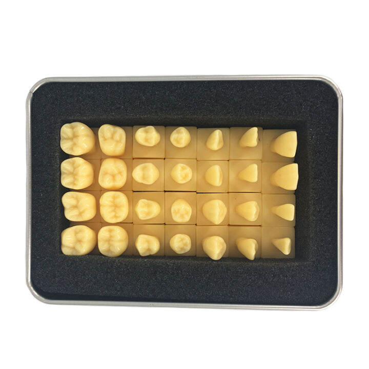 Dentist Dental Students With Tooth Structure And Practice Tooth Carving