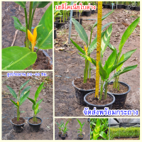 ต้นพันธุ์เฮลิโคเนียใบด่าง (Heliconia)  จำหน่ายยกกระถางพร้อมขยายหน่อ พร้อมจัดส่ง