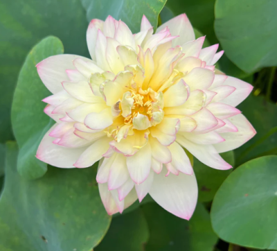 5 เมล็ด บัวนอก บัวนำเข้า บัวสายพันธุ์ Delicate &amp; Pretty Lotus สีขาว สวยงาม ปลูกในสภาพอากาศประเทศไทยได้ ขยายพันธุ์ง่าย เมล็ดสด