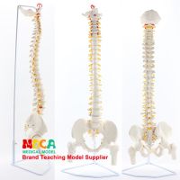 85 cm hanging white spine femoral MJZ202 massage beauty human spine model medical teaching