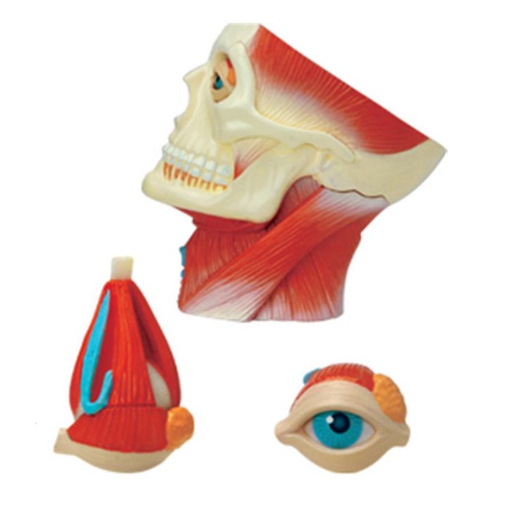 medical-torso-human-body-model-education-head-muscles-nerve-organs-model-for-student-teaching-study-assembling-model