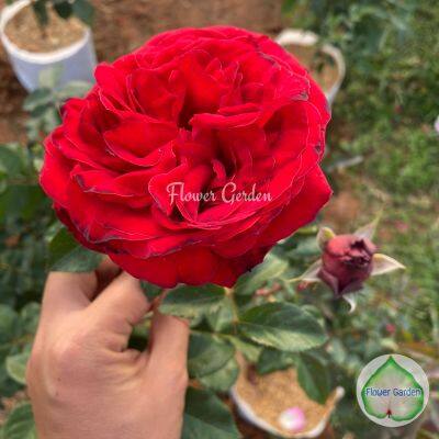 กุหลาบ 🌹เทรดดิชั่นเนล โฮม 2004 ดอกใหญ่ บานทน กุหลาบตัดดอก กลีบแน่น สีแดงสด