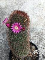 แมมสไปโน สไปโน สปินโน แมมสปินโน แมมสไปโนซิสซิมา Mammillaria spinosissima เมล็ด กระบองเพชร แมมมิลาเรีย กระบองเพชร