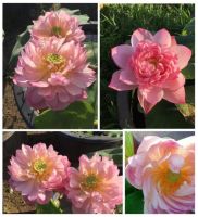 10 เมล็ดบัว สายพันธุ์ Peachy Girl Lotuses Flower Seeds สีชมพู บัวหลวงนอก บัวสาย บัวไหว้พระ ดอกใหญ่ ประดับบ้าน ตกแต่งสวน