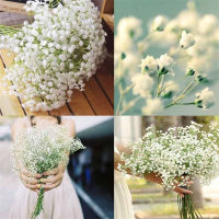 บอนสี 100เมล็ด เมล็ดพันธุ์ Gypsophila Seeds เมล็ดบอนสี บอนสีหายาก เมล็ดดอกไม้ บอนสีสวยๆ ต้นไม้มงคล พันธุ์ดอกไม้ ต้นไม้ฟอกอากาศ ไม้ประดับ ต้นไม้ตกแต่ง ไม้ดอก ดอกไม้จริง บอนไซ ต้นไม้ ตกแต่งสวน ของแต่งสวน หญ้าเทียม plants