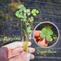 มาซิเลีย 4 ใบ - MARSILEA QUADRIFOLIA  ต้นไม้น้ำ (ใบบก)