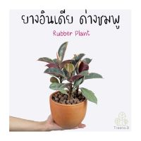 ( Pro+++ ) สุดคุ้ม T1 ยางอินเดีย ด่างชมพู 3 ต้น ใน 1 กระถาง (Rubber Plant) กระถาง 6 นิ้ว สูง 25-30 ไม้ใบประดับด่างสวย ไม้ฟอกอากาศ ราคาคุ้มค่า พรรณ ไม้ น้ำ พรรณ ไม้ ทุก ชนิด พรรณ ไม้ น้ำ สวยงาม พรรณ ไม้ มงคล