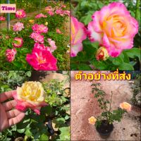 (1ต้น) ดอก ต้น กุหลาบ Party time Rose ปาร์ตี้ไทม์  ปาตี้ทาม buncha