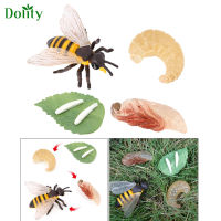 [COD]Dolity จำลองผึ้งการเจริญเติบโตวงจรชีวิตตัวเลขแมลงเติบโต4ขั้นตอนการศึกษาการเรียนรู้ของเล่นสำหรับเด็กครู