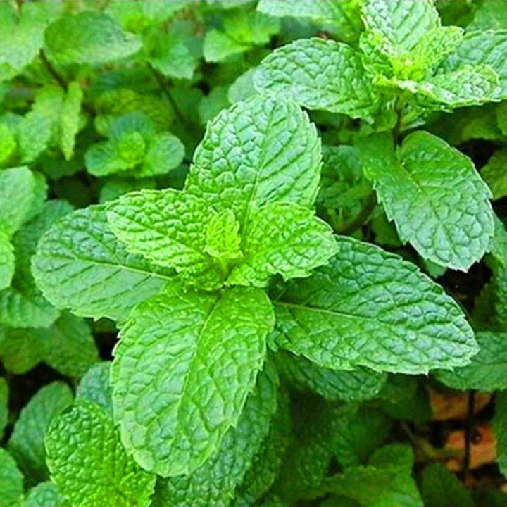 เมล็ดพันธุ์ สะระแหน่ Edible Mint Seeds บรรจุ 200 เมล็ดพันธุ์ ต้นไม้