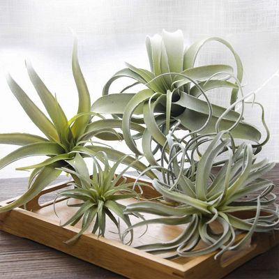 4Pack Artificial Pineapple Grass Air Plants Fake Flowers Faux Flocking Tillandsia Bromeliads Home Garden DecorTH