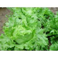 Benih Salad Bulat 80pcsIceberg Lettuce玻璃生菜