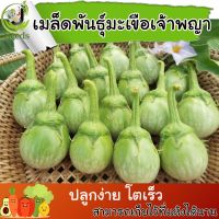 เมล็ดพันธุ์ มะเขือเจ้าพระยา (Eggplant Chao phaya) 240 เมล็ด ปลูกง่าย ปลูกได้ทั่วไทย #เมล็ดผัก