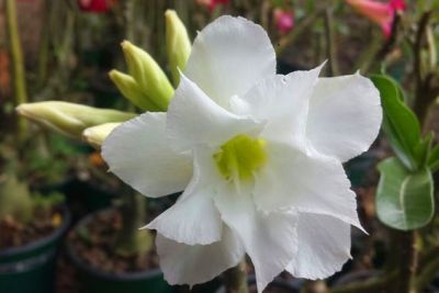 2 เมล็ด เมล็ดพันธุ์ ชวนชม สายพันธุ์ Veja สีขาว Bonsai Desert Rose Adenium Seed กุหลาบทะเลทราย ราชินีทะเลทราย บอนไซ มีคู่มือปลูก