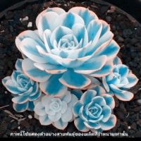 เมล็ดพันธุ์ ไม้อวบน้ำหายาก Succulent สายพันธุ์ Echeveria 20 เมล็ด