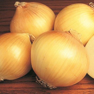 100 เมล็ด เมล็ดหอมหัวใหญ่ สายพันธุ์ หอมใหญ่ Efekt ของแท้ 100% อัตรางอก 70-80% Onion seeds มีคู่มือปลูก