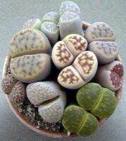 50 เมล็ดพันธุ์ เมล็ด ซักคิวเลนต์ หรือ ไม้อวบน้ำ กระบองเพชร ไลทอปส์ (Lithops) Succulent seeds อัตราการงอก 80-85%