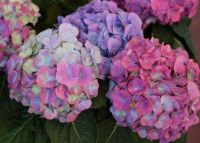 20 เมล็ด เมล็ดไฮเดรนเจีย Hydrangea Seeds เรนโบว์ คละสี ไฮเดรนเยียสายพันธุ์ฝรั่งเศส ของแท้ 100% อัตรางอก 70-80% มีคู่มือปลูก ปลูกในกระถางได้